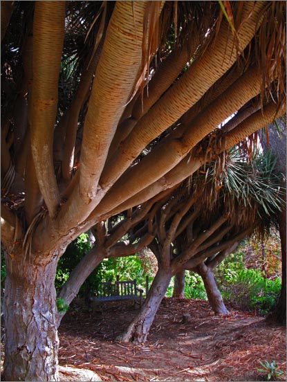 sm 3722.jpg - Dragon trees of the Quail Botanical Gardens.